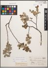 Foto von Salix caprea L. x Salix repens L.
